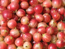 Fully ripe Fully ripe